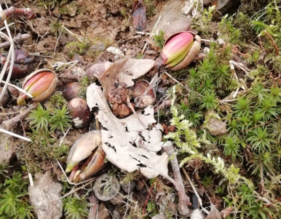 Keimlinge im Moos_Märchen vom Wachsen