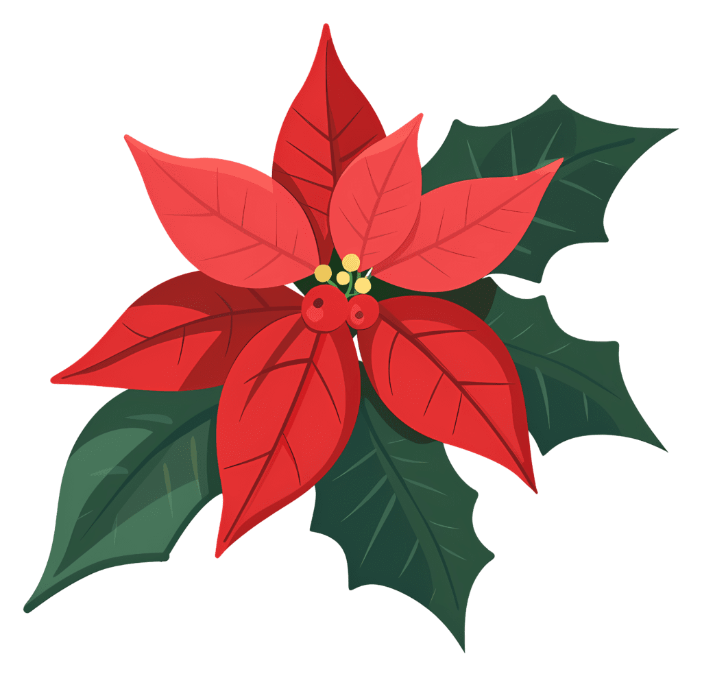 Weihnachtsstern Pflanze